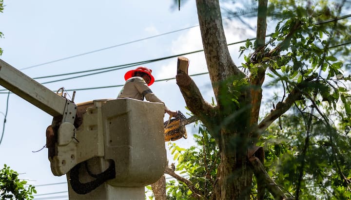 Tree care and maintenance services in Kenosha