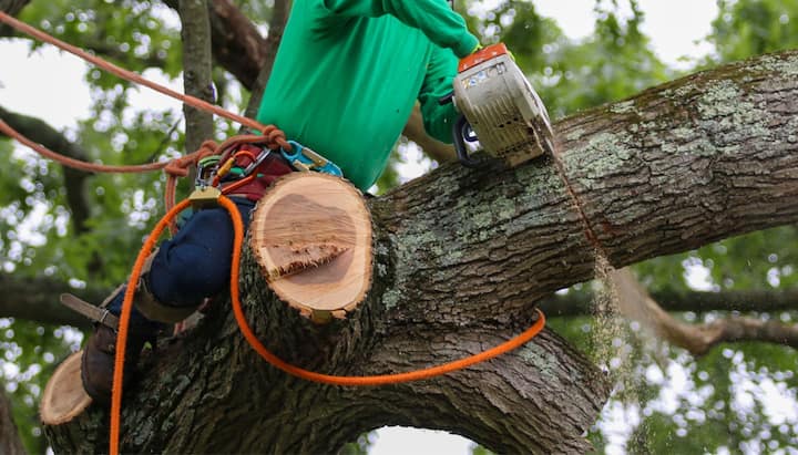 Shed your worries away with best tree removal in Kenosha