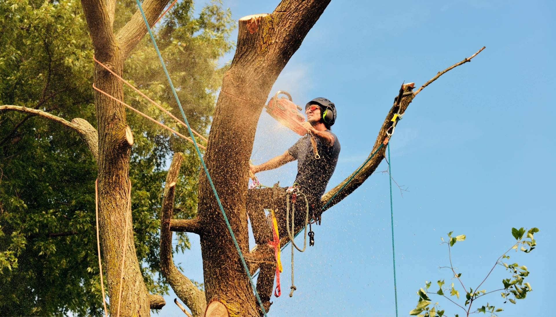 Get rid of tree problems with the expert tree removal contractors in Kenosha