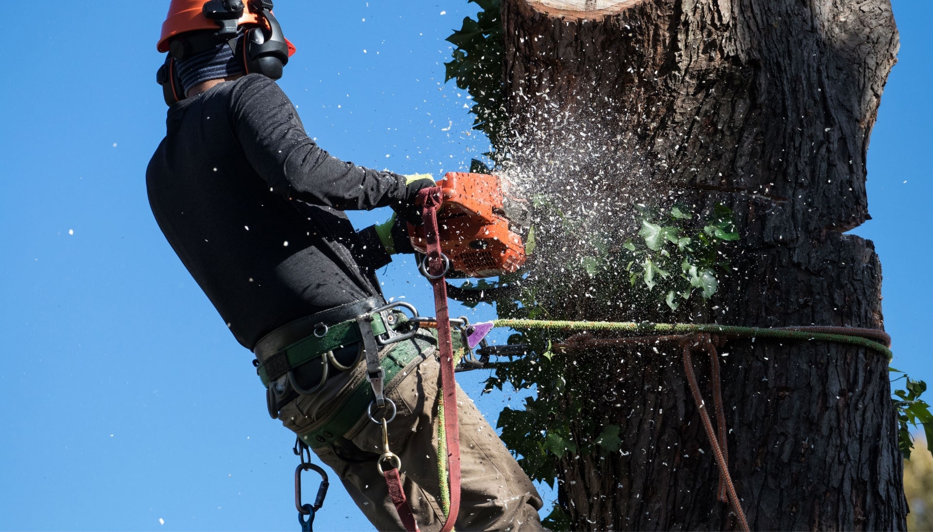 Professional Tree removal solutions in Kenosha
